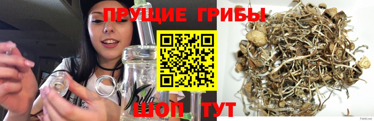 Бийск  Галлюциногенные грибы Cubensis  Вход с VPN  Псилоцибиновые грибы Magic Shrooms 